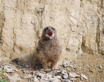 11 Manchmal schreit er wohl durstig von Hitze